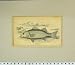 Hand Coloured Fish Old Print 1835 Labrax Lupus Lizars