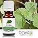 Patchouli Essential Oil 10 ml