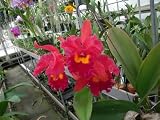 Lc. Waianae Sunset `Ogawa' Cattleya Orchid Plant