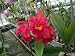 Lc. Waianae Sunset `Ogawa' Cattleya Orchid Plant