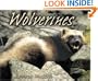 Wolverines (Animal Scavengers)
