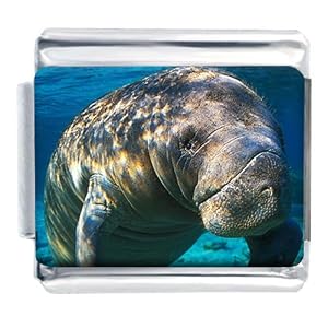 Manatee In Ocean Italian Charms