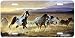 Domino - Western Wild Horse Decor Art Print - License Plate Tag By Nancy Glazier From Airstrike