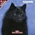 2009 Schipperke Wall Calendar