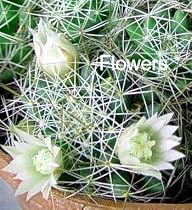 Bird's Nest Cactus-Mammillaria camptotricha-White Bloom