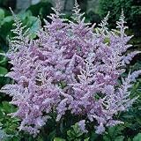 Amethyst Astilbe (Lavender)