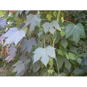 Book 1 Mexican Spinach Tree Chaya chiaya chaiya Diabetics Health