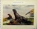 1910 Hookers Sea Lion White Nosed Coatis Animals Print