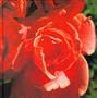 RED (COLOUR GARDEN)