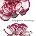 Dolly Parton, Love Songs, 発売中
