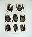 1904 Noctule Leister'S Bat Nature Animals Photograph