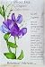 Sweet Pea Cupani Heirloom Seeds 35 Seeds