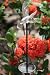 Smart Solar Chameleon Solar Light Stake, Hummingbird