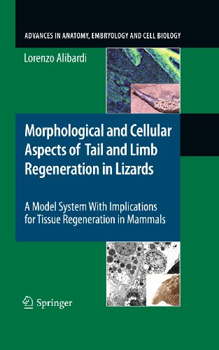 Morphological and Cellular Aspects of Tail and Limb Regeneration in Lizards: A Model System With Implications for Tissue Regeneration in Mammals: 207 (Advances in Anatomy, Embryology and Cell Biology)