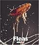 Fleas (Naturebooks)