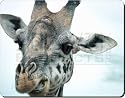 CUTE GIRAFFES FACE PRINT Mouse Mat