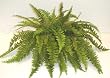 24" Boston Fern Ledge Garden