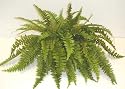 24" Boston Fern Ledge Garden