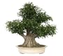 Brussel's ST4003TF Taiwan Ficus Specimen Tree