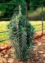 Mole Plant - AMAZING - REPELS MOLES - Euphorbia