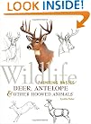 Wildlife Painting Basics: Deer, Antelope & Other Hooved Animals
