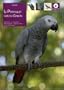 Le perroquet gris du Gabon