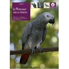 Le perroquet gris du Gabon