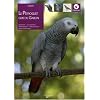 Le perroquet gris du Gabon
