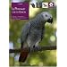 Le perroquet gris du Gabon