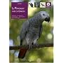 Le perroquet gris du Gabon