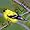 Birds - American Gold Finch - Tile Pen Holders-5 inch tile pen holder