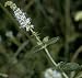 SPEARMINT HERB 100 SEEDS