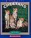 Cheetahs (True Books)
