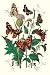 Art Poster, Butterflies: V. Xanthomelas, V. Prorsa, et al. - 18.75 x 27.5