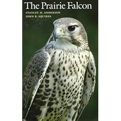 The Prairie Falcon