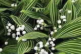 Rare Variegated Lily of the Valley 2 Pips (Roots) - Convallaria - SHADE