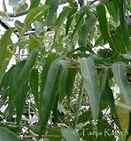 Zitronen-Eukalyptus / Eucalyptus citriodora (Saatgut, Samen)