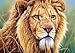 Buffalo Games Eyes of The Wild, King of Beasts - 500pc Jigsaw Puzzle