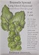 Long Island Improved Brussels Sprouts Heirloom Seeds