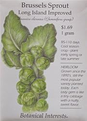 Long Island Improved Brussels Sprouts Heirloom Seeds
