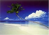 Ocean Palm [PH-0180] [ポスター] の評価・レビュー