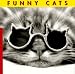 Search : Funny Cats