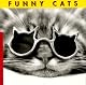 Funny Cats