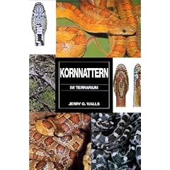Kornnattern im Terrarium