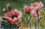 Poppies