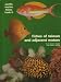 Book Fishes of Taiwan and Adjacent Waters (Pacific Marine Fishes, Book B)