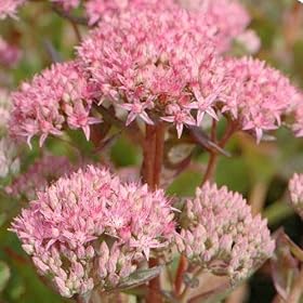 Purple Carpet Sedum - 50 Seeds