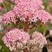 100 Seeds, Sedum "Purple Carpet" (Spurium Coccineum) Seeds By Seed Needs