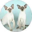 TWO SIAMESE CATS Fridge Magenet