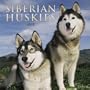 Siberian Huskies Wall